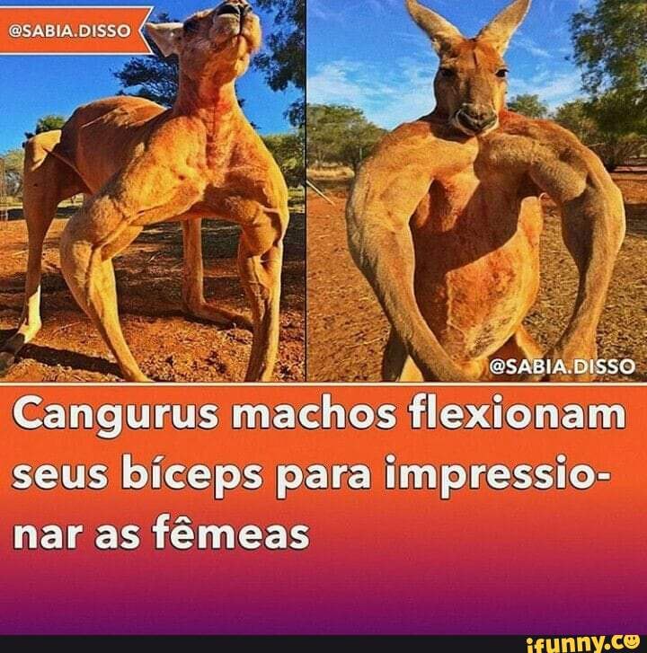 Os meme gamers. cangur de canguru vitaminado - iFunny Brazil