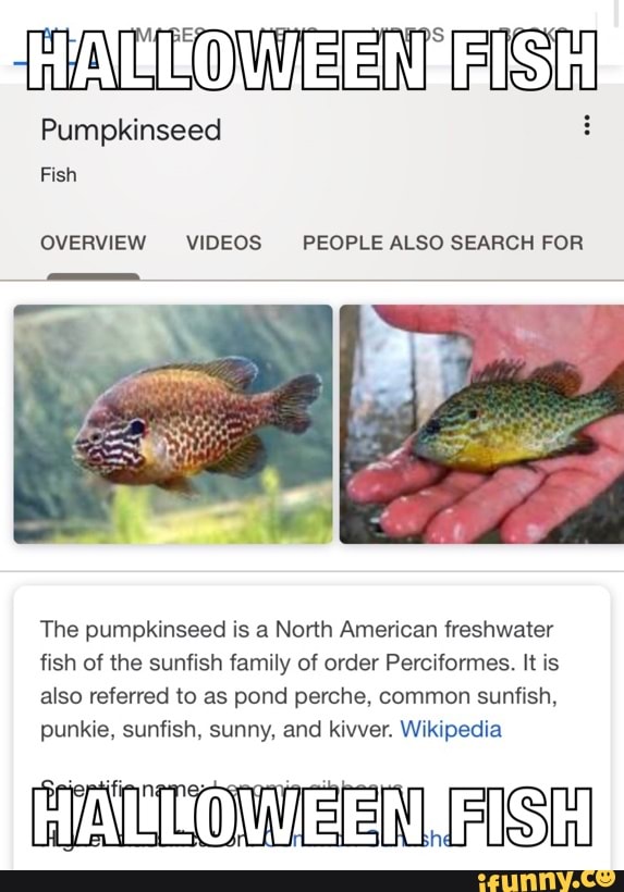 Pumpkinseed - Wikipedia