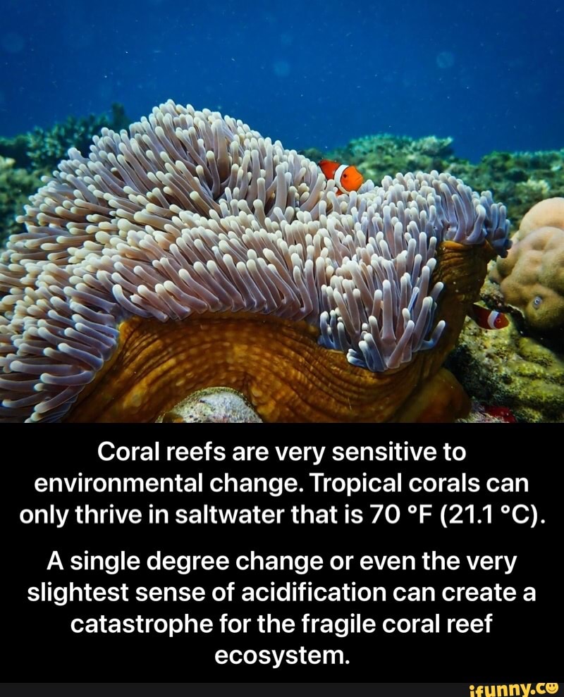 Reef memes. Best Collection of funny Reef pictures on iFunny Brazil