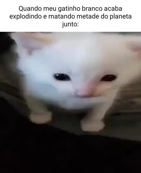 Gatinhofofo memes. Best Collection of funny Gatinhofofo pictures on iFunny  Brazil