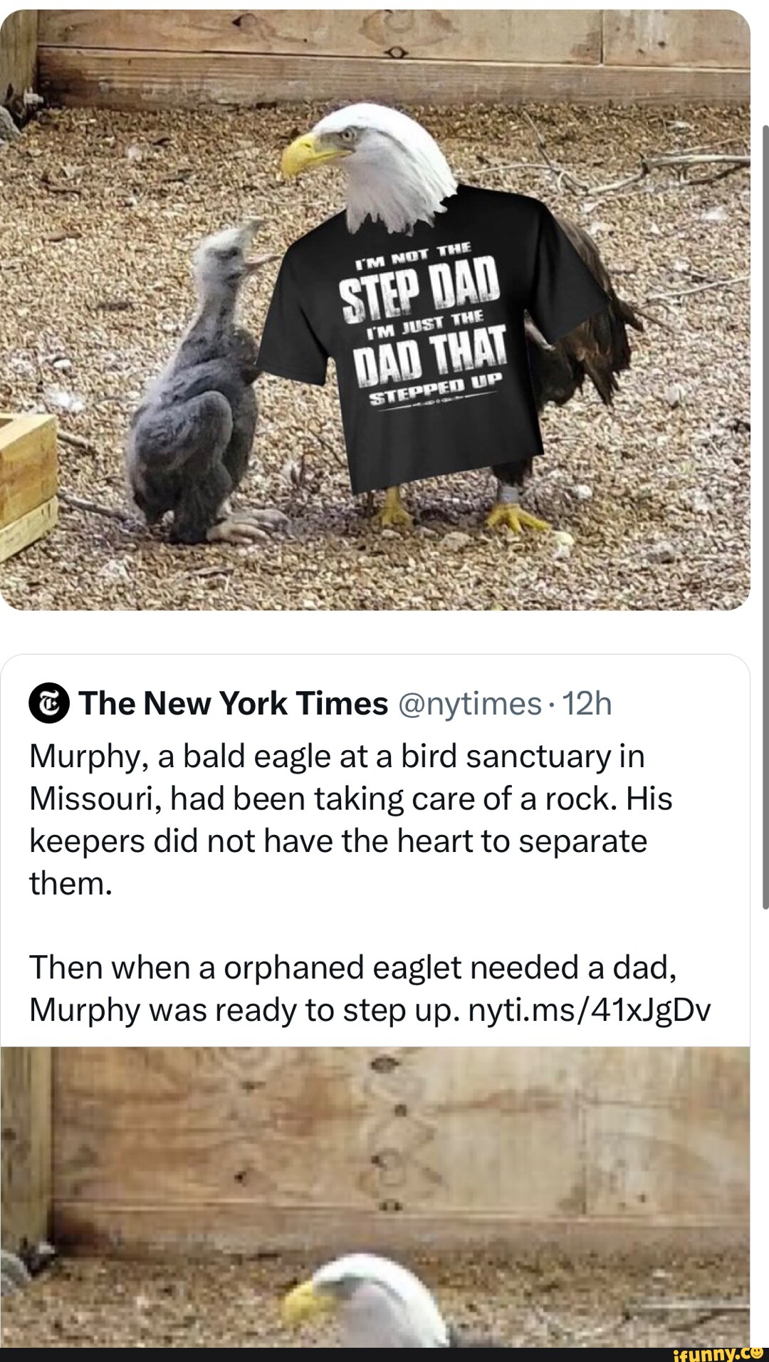 Opinion  There Are Stories of Animals Being Quirky, and Murphy the Eagle  Is One - The New York Times