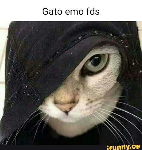 Esse gato morreu de ligma, uma tragédia - iFunny Brazil