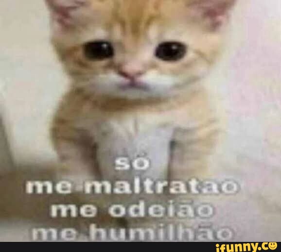 Screaming Cat faleceu, o gatinho que ficou famoso por gritar / chorar em  memes - iFunny Brazil