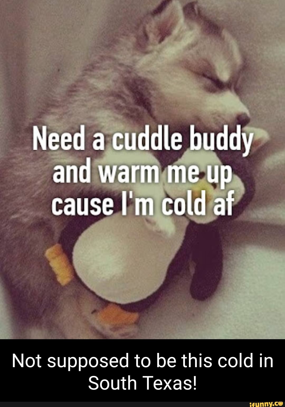 cuddle weather meme