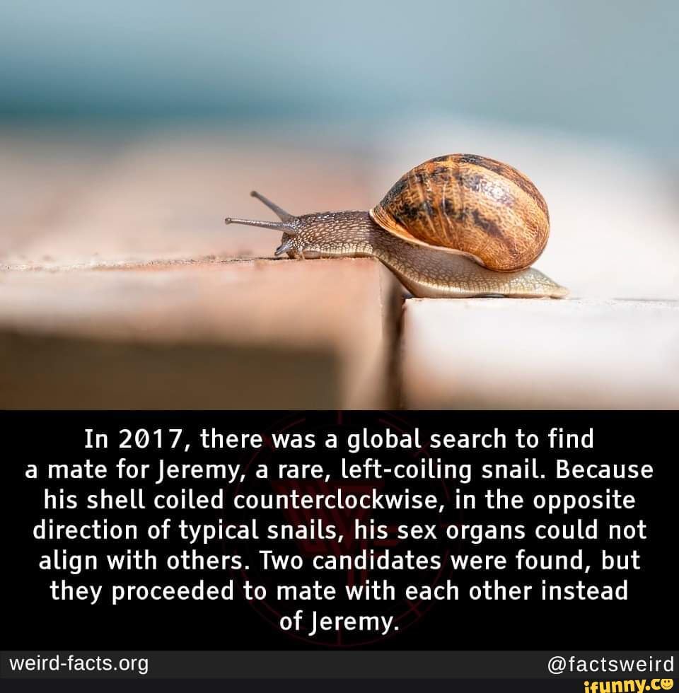 In 2017, there was a global search to find a mate for Jeremy, a rare, left-