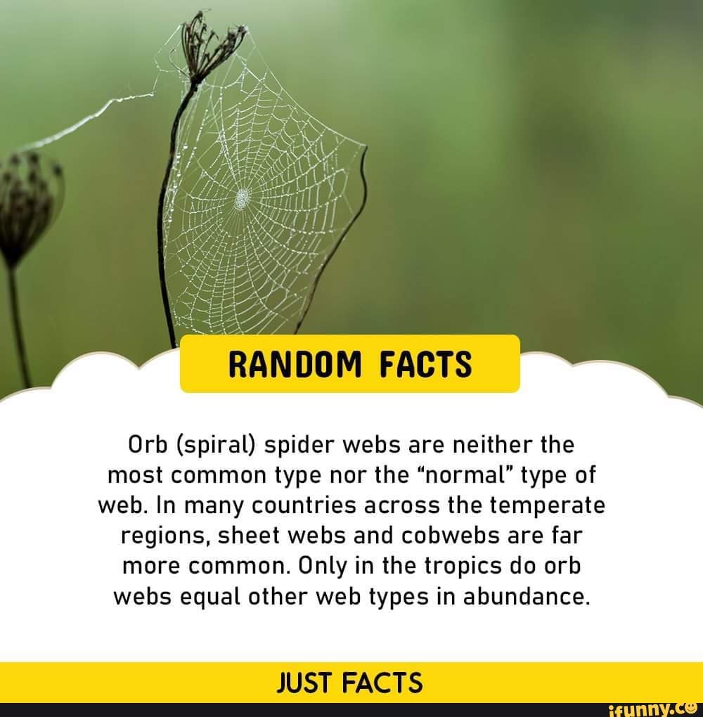 Types of Spider Webs