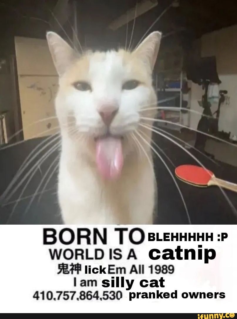 BLEHHHHH :P Cat