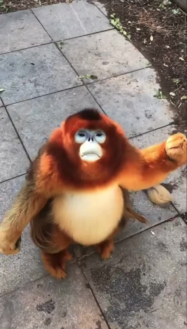 Tat Ass Steey ' monkey meme - iFunny Brazil