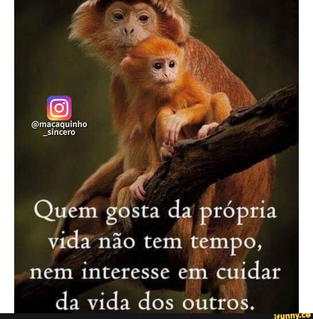 Macaco Sincero - Macaco Sincero added a new photo.