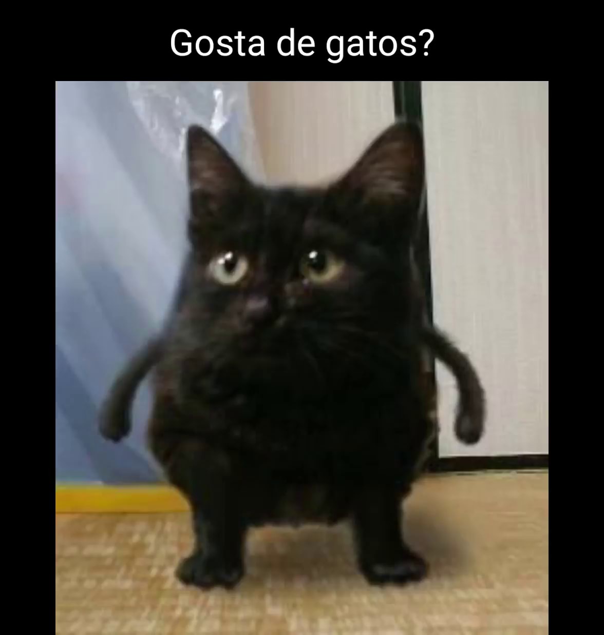 OOOOOHHH Atualizado ✨❤️ #gatodebotas2 #gatodebotas #gatos #meme