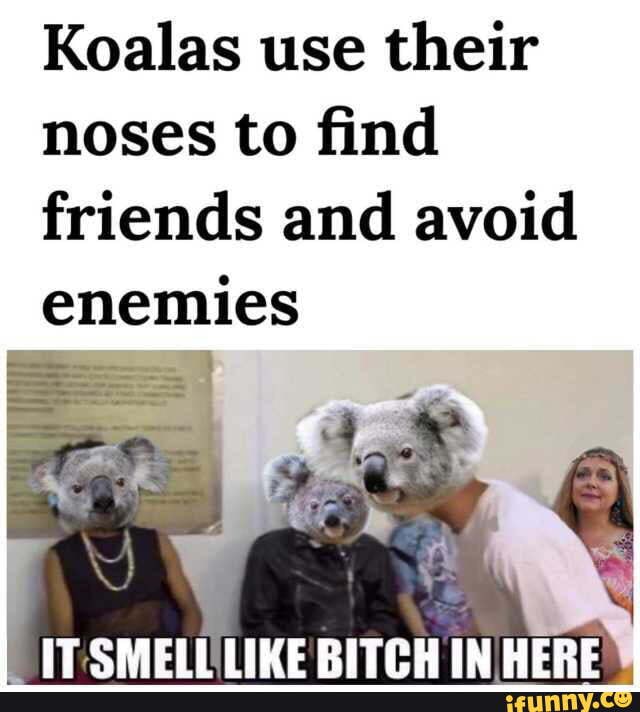 Koalas use their noses to find friends and avoid enemies