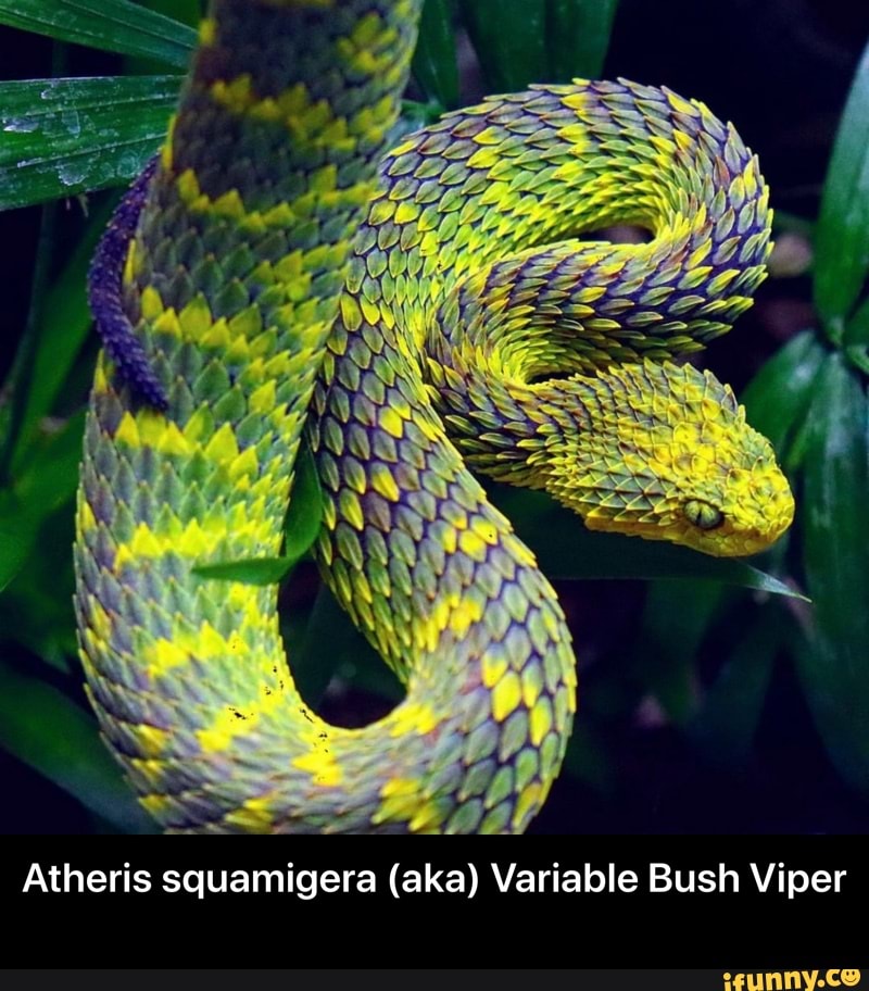 A Highly Venomous Atheris Squamigera Known As Variable Bush Viper