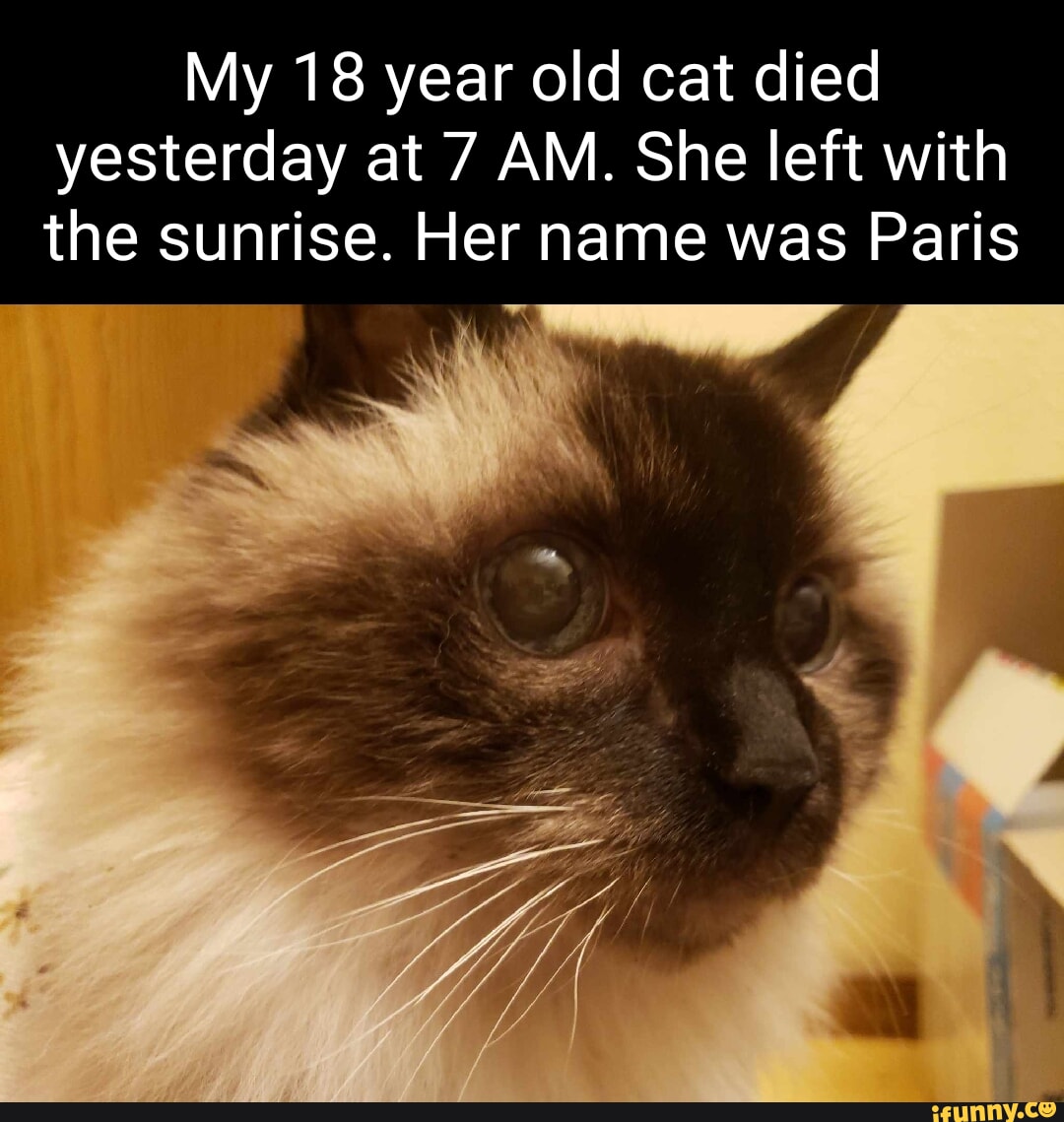 My cat is 2024 18 years old