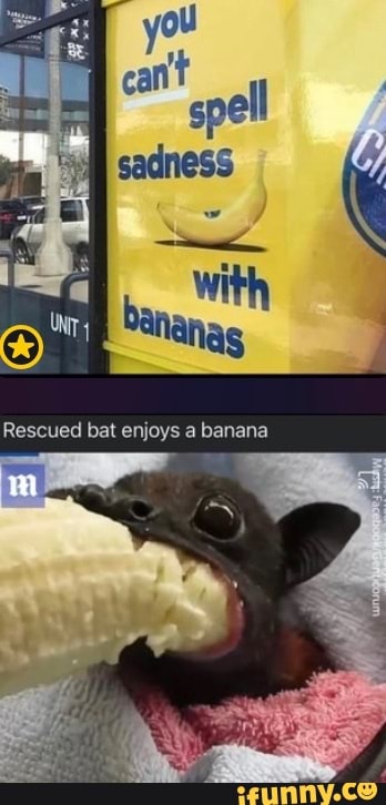 Morcego resgatado desfruta de uma banana Classifique essa tradução Rescued  bal enjoys a banana Rescued bat enjoys a banana tescued bat enjoys - iFunny  Brazil