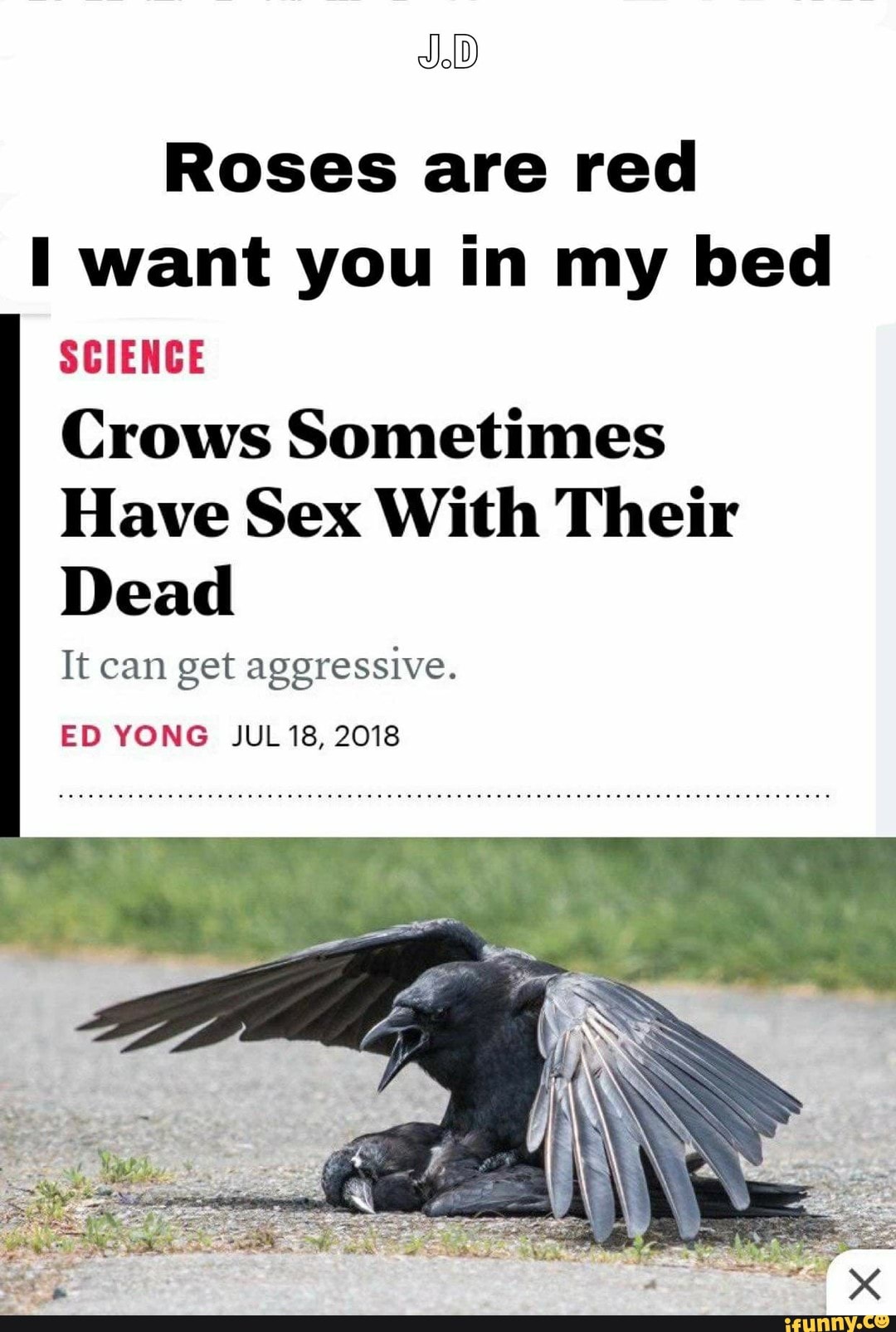 Roses are red I want you in my bed SCIENCE Crows Sometimes Have Sex With  Their Dead It can get aggressive. ED YONG JUL 18, 2018 - iFunny Brazil