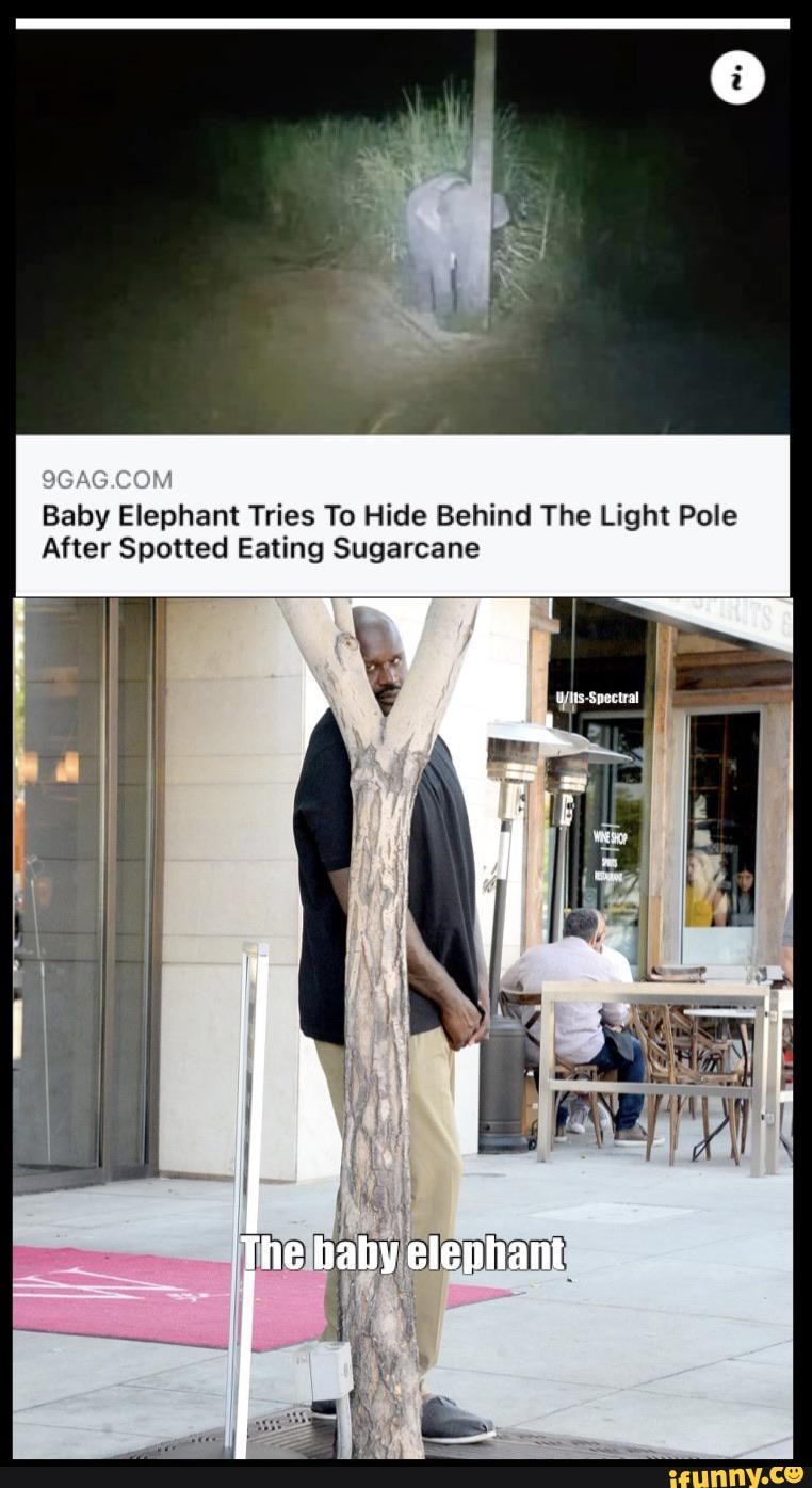 Baby Elephant Tries To Hide Behind The Light Pole After Spotted Eating ...