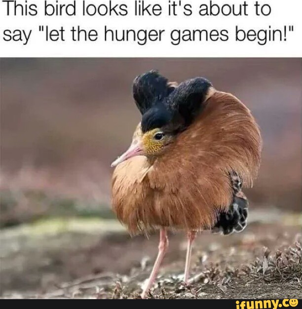 His bird looks like It's about to say let the hunger games begin! -  iFunny Brazil