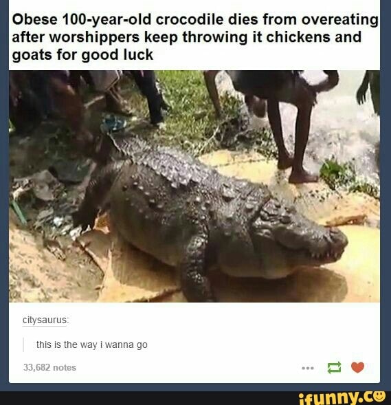 Obese 100-year-old crocodile dies from overeating after worshippers ...