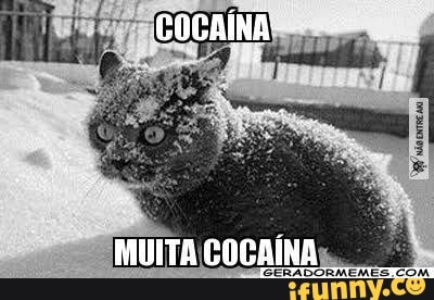 Gatinhofofo memes. Best Collection of funny Gatinhofofo pictures on iFunny  Brazil