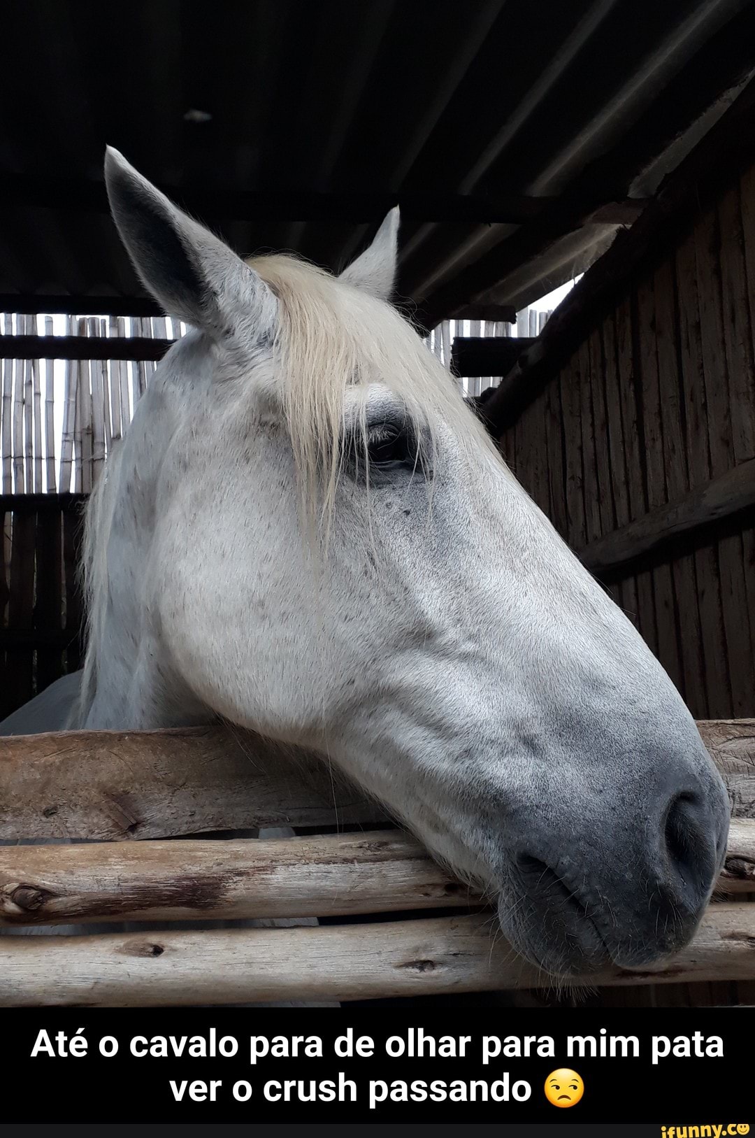 Cavalos – OLHAR +
