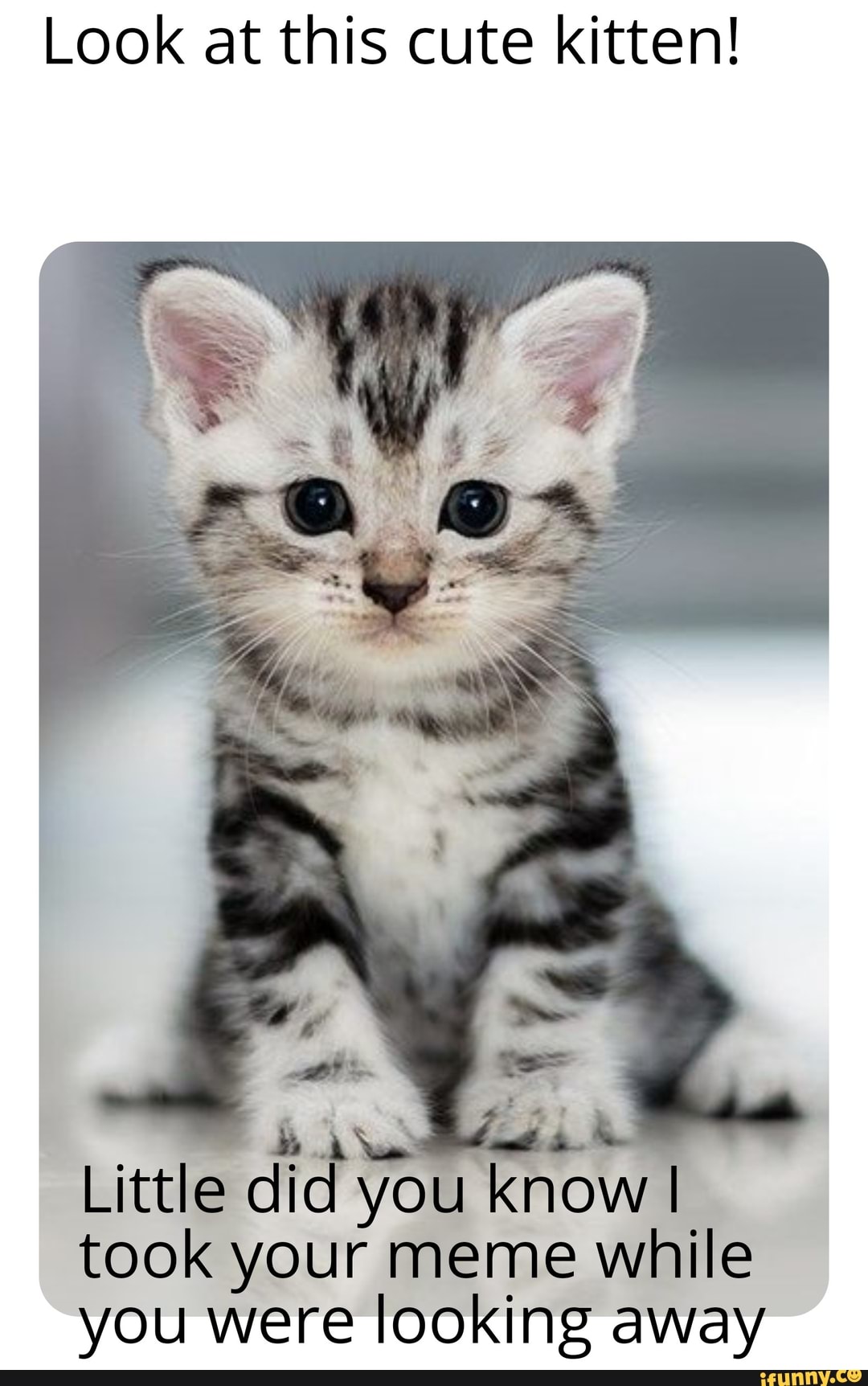 cute kitten meme