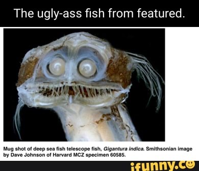 Sadfish memes. Best Collection of funny Sadfish pictures on iFunny