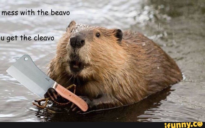 Beavo Memes Best Collection Of Funny Beavo Pictures On Ifunny Brazil