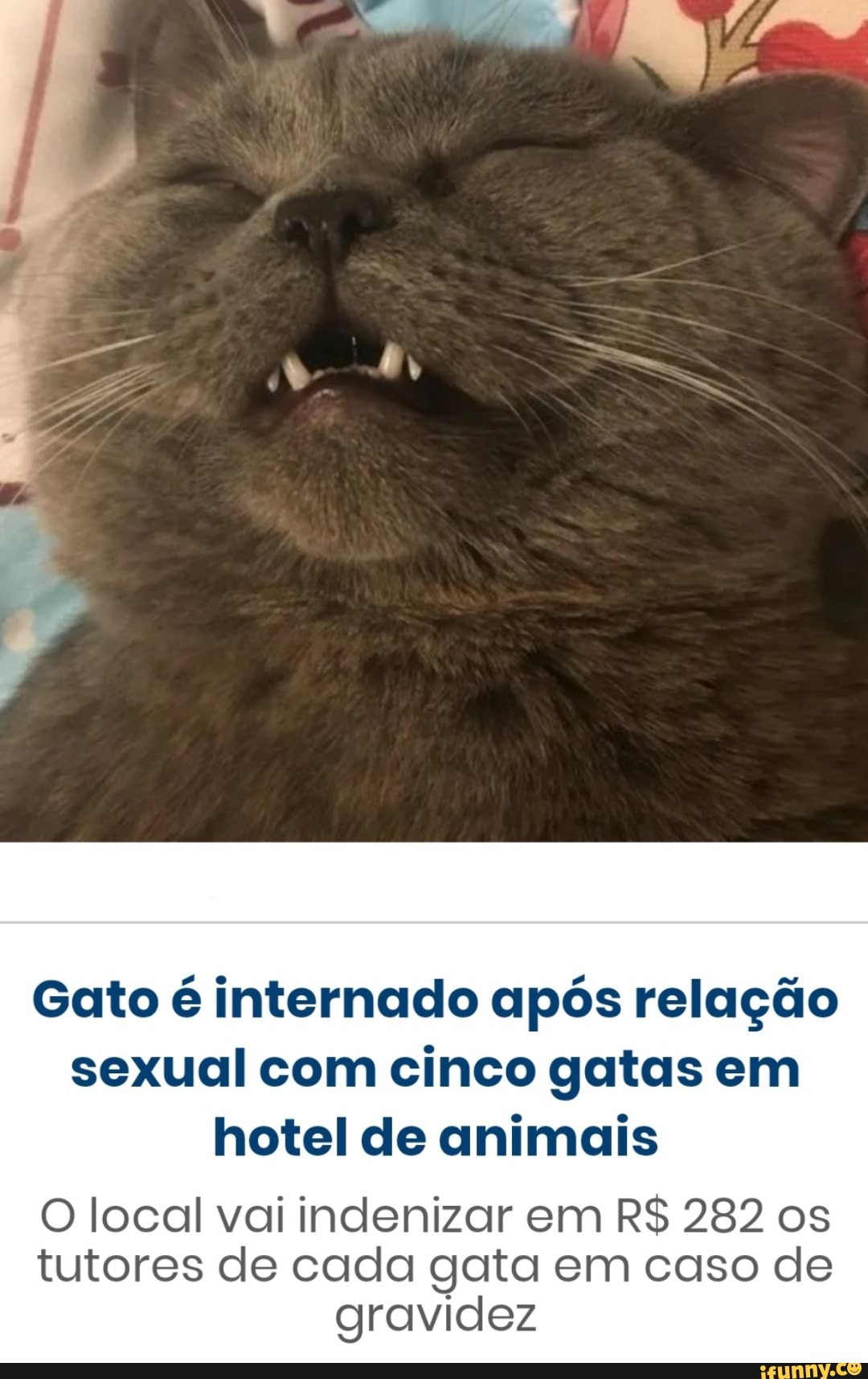 Gato é internado após relação sexual com cinco gatas em hotel de animais O  local vai indenizar em R$ 282 os tutores de cada gata em caso de gravidez -  iFunny Brazil