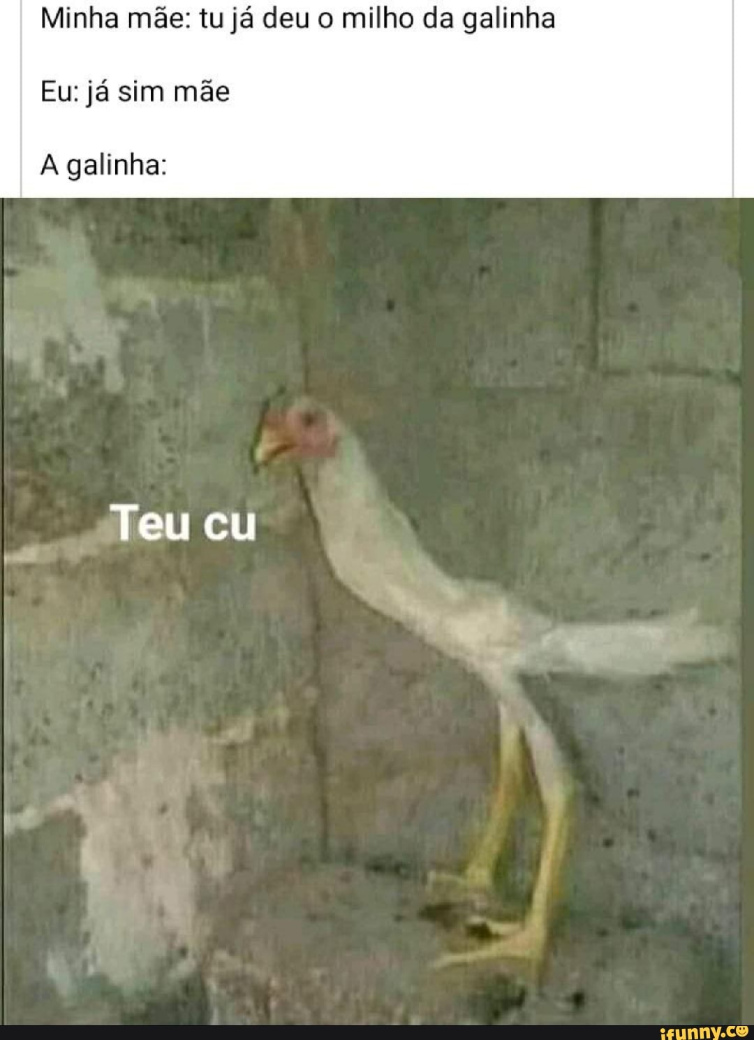 Minha mãe: tu já deu o milho da galinha Eu: já sim mãe A galinha: Teu cu -  iFunny Brazil