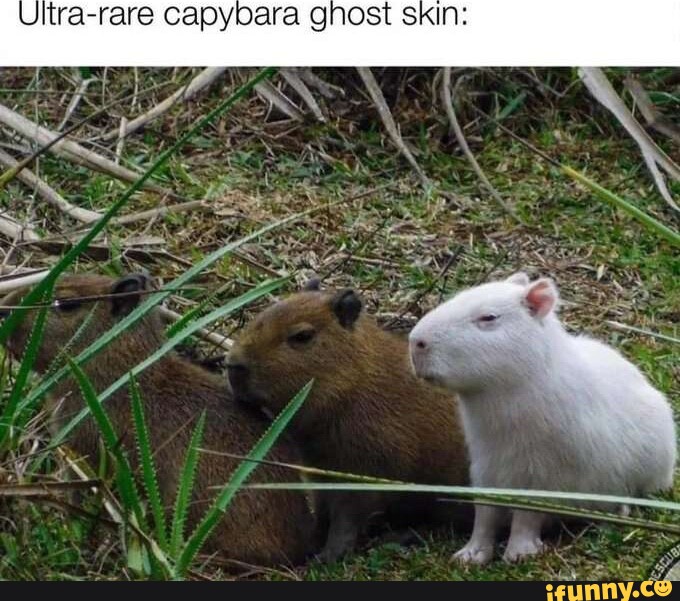 Capybar memes. Best Collection of funny Capybar pictures on iFunny