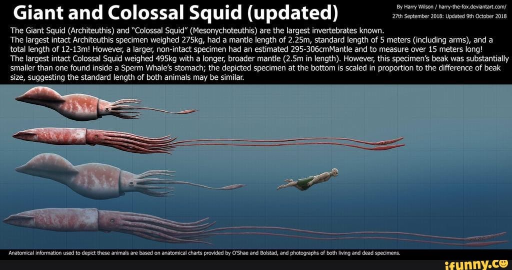 Giant And Colossal Squid Updated The Giant Squid Architeuthis And Colossal Squid 1437