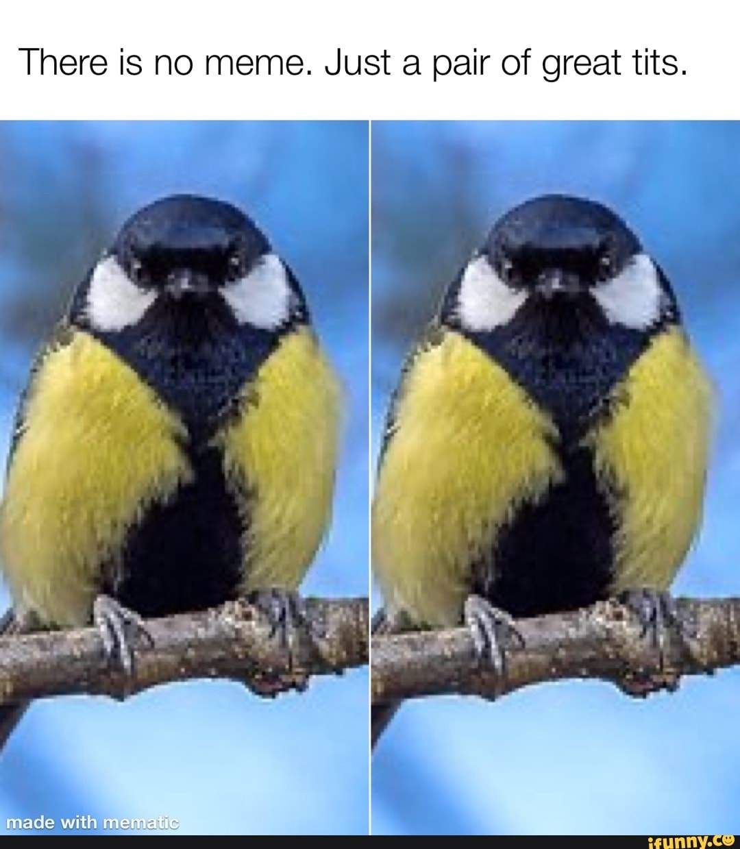 There is no meme. Just a pair of great tits. made with memetis ww - iFunny  Brazil