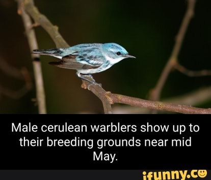 Cerulean memes. Best Collection of funny Cerulean pictures on iFunny Brazil