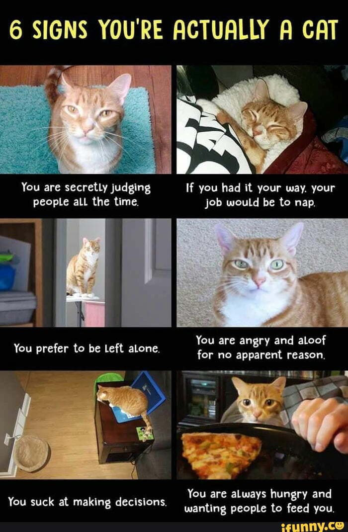 Signs of an Angry Cat