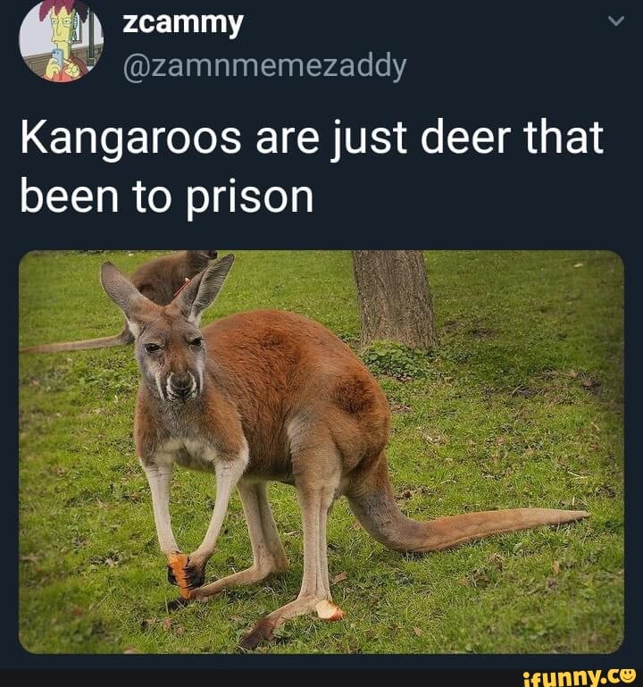 Zcammy @zamnmemezaddy Kangaroos are just deer that been to prison ...