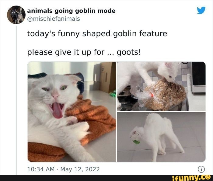 animals going goblin mode on X:  / X