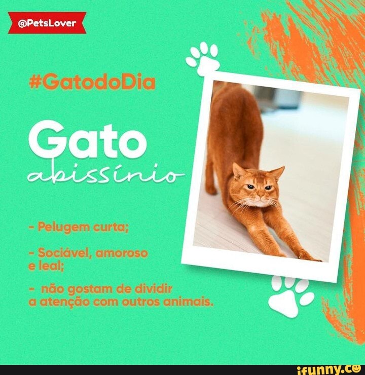 template Meu Pet Quiz  Instagram, Cachorro, Animal de estimação