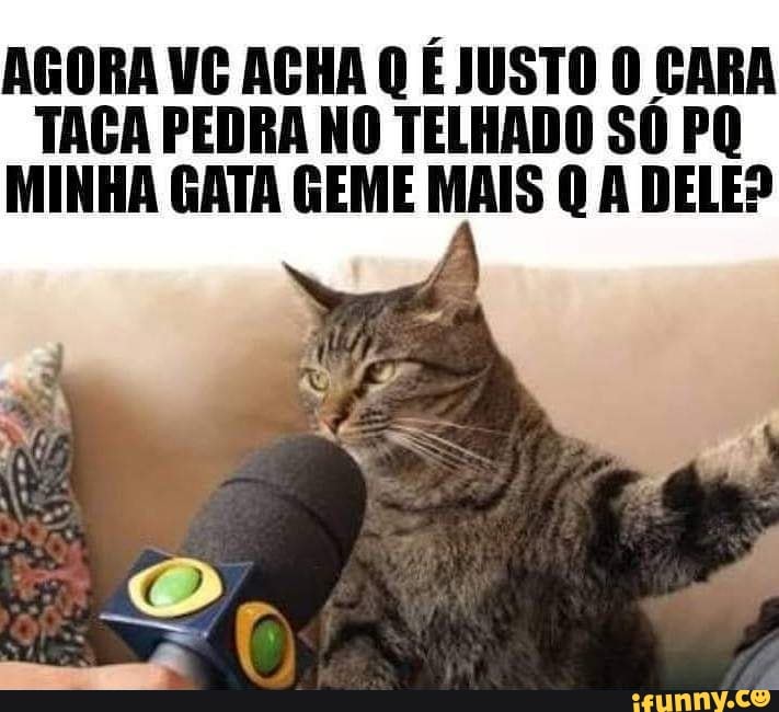 Minha gata não quis mais jogar o joguinho de gato do capeta - iFunny Brazil