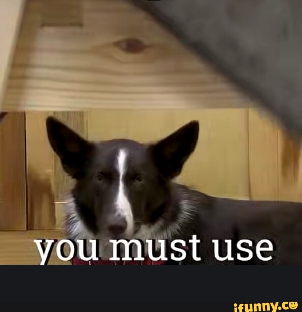 Collie memes. Best Collection of funny Collie pictures on iFunny Brazil