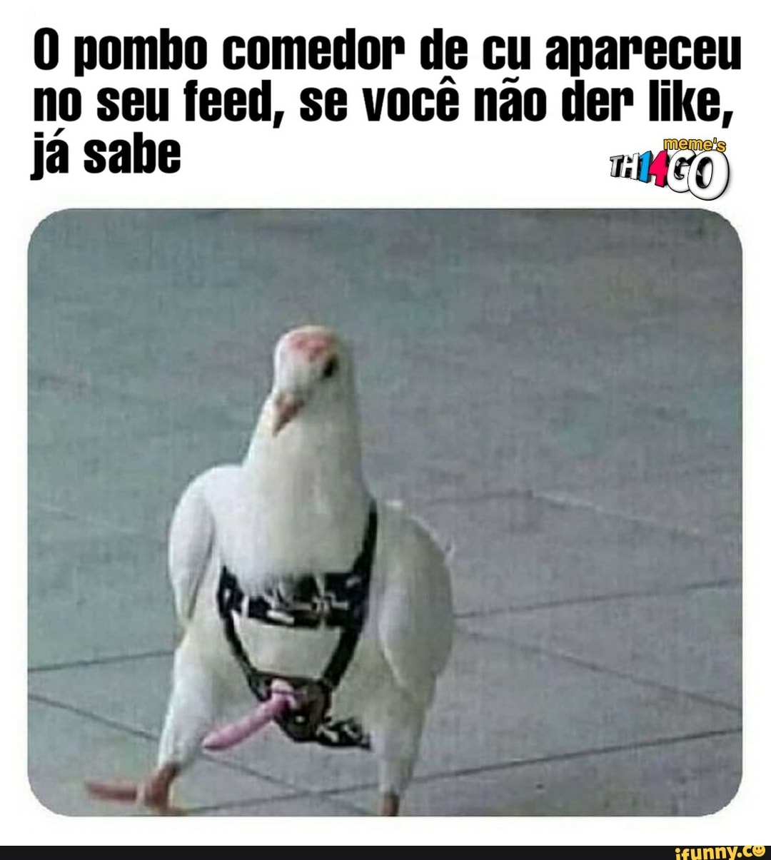 O pombo comedor de cu apareceu no seu feed, se você não der like, já sabe  ni - iFunny Brazil