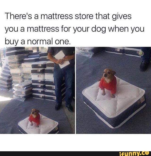 Dog on sale mattress store