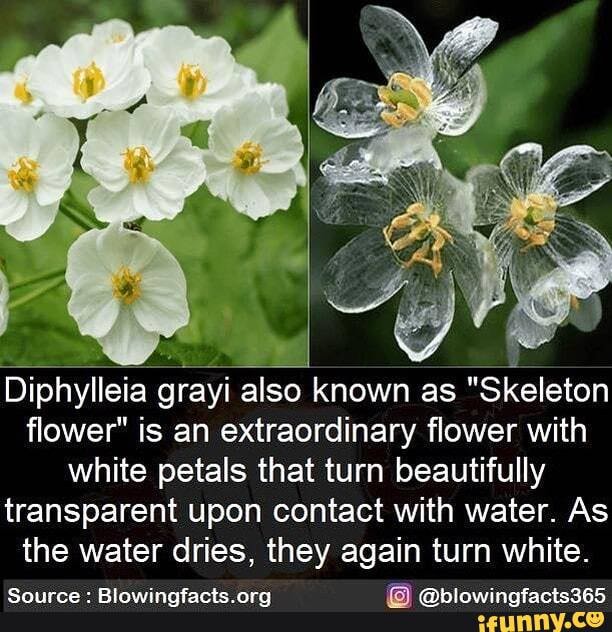 Skeleton Flowers & Water
