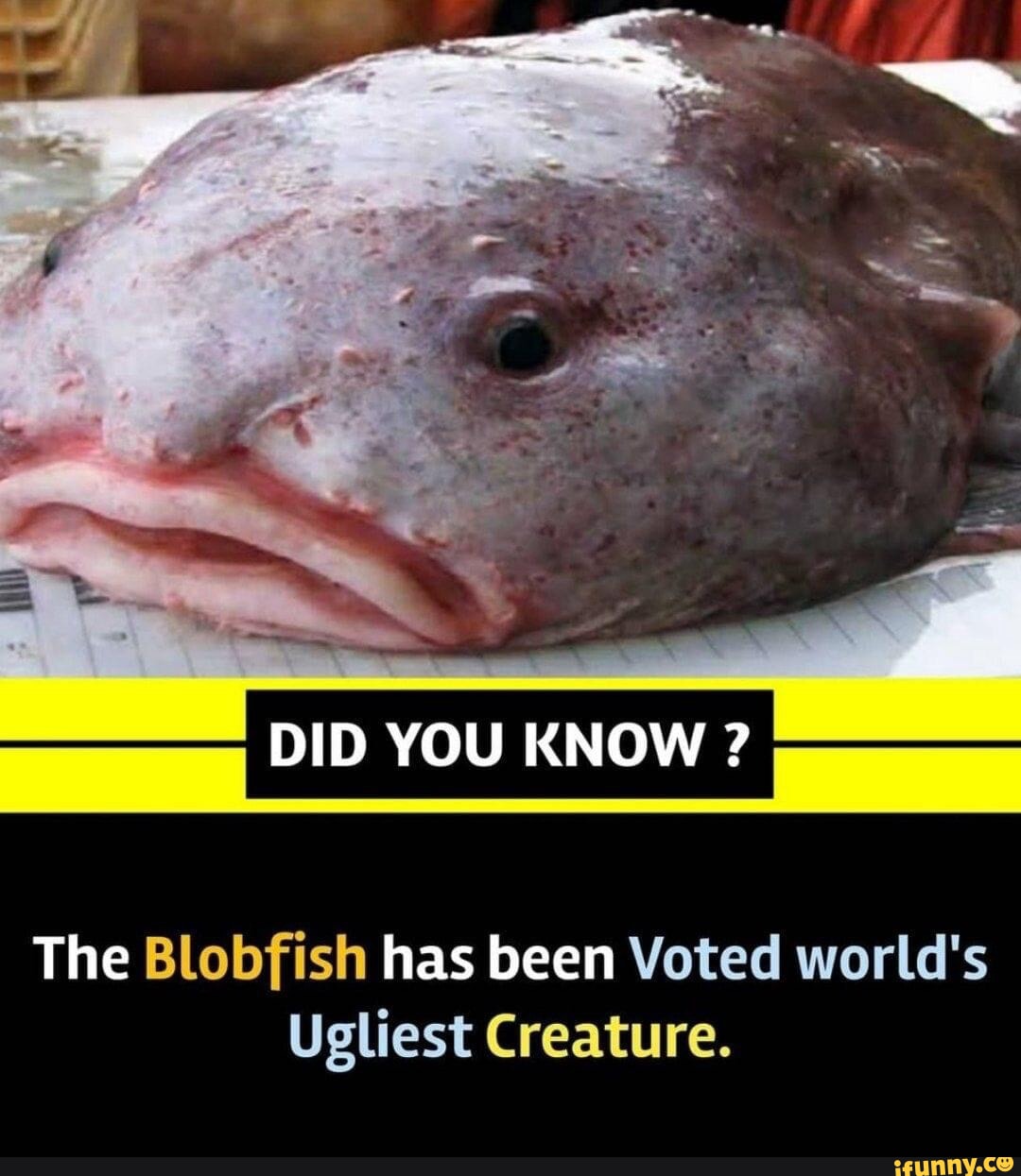 Blobfish in their Blobfish decompressed natural environment: on land and  also dead: - iFunny Brazil