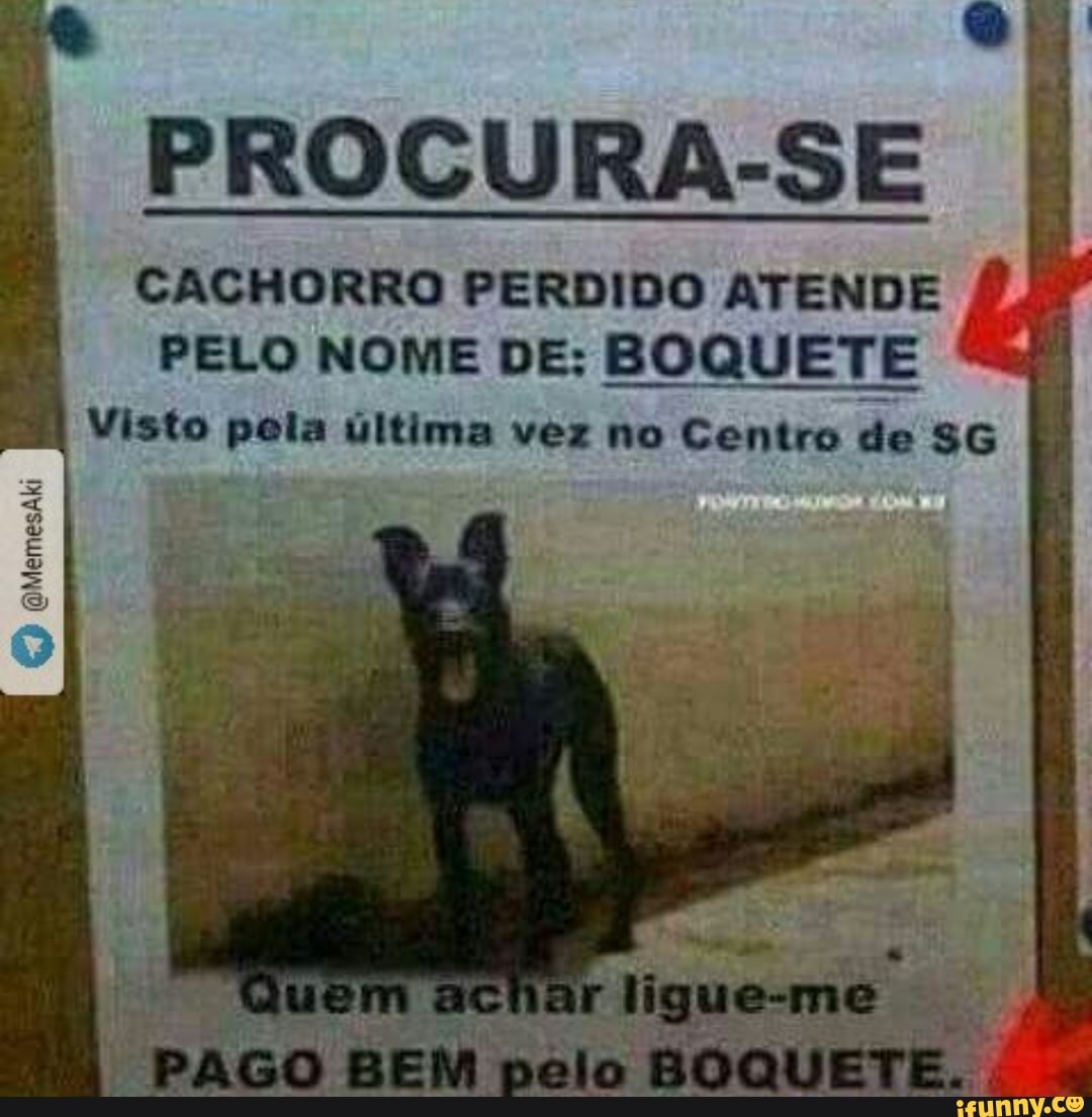 PROCURA-SE CACHORRO PERDIDO ATENDE PELO NOME DE: BOQUETE Visto pela última  vez no Centro de SG - iFunny Brazil