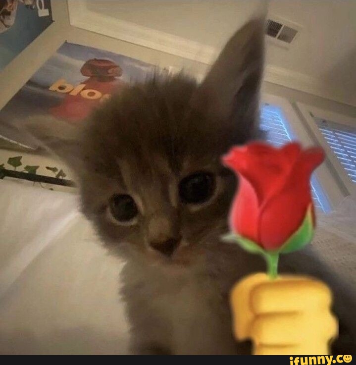 Gatinhofofo memes. Best Collection of funny Gatinhofofo pictures on iFunny  Brazil