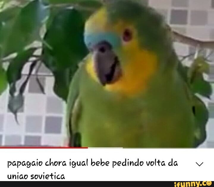 Meme Engraçado Do Papagaio, Você Quer Olhar a Tevê? , Deixe-me