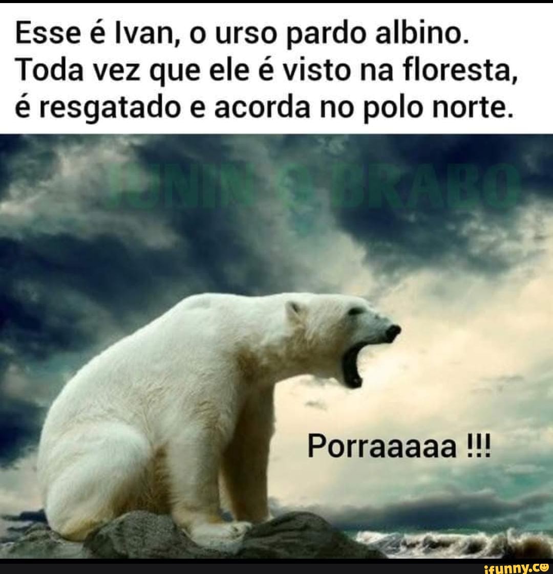 Ataque de urso polar: pensei que era o fim