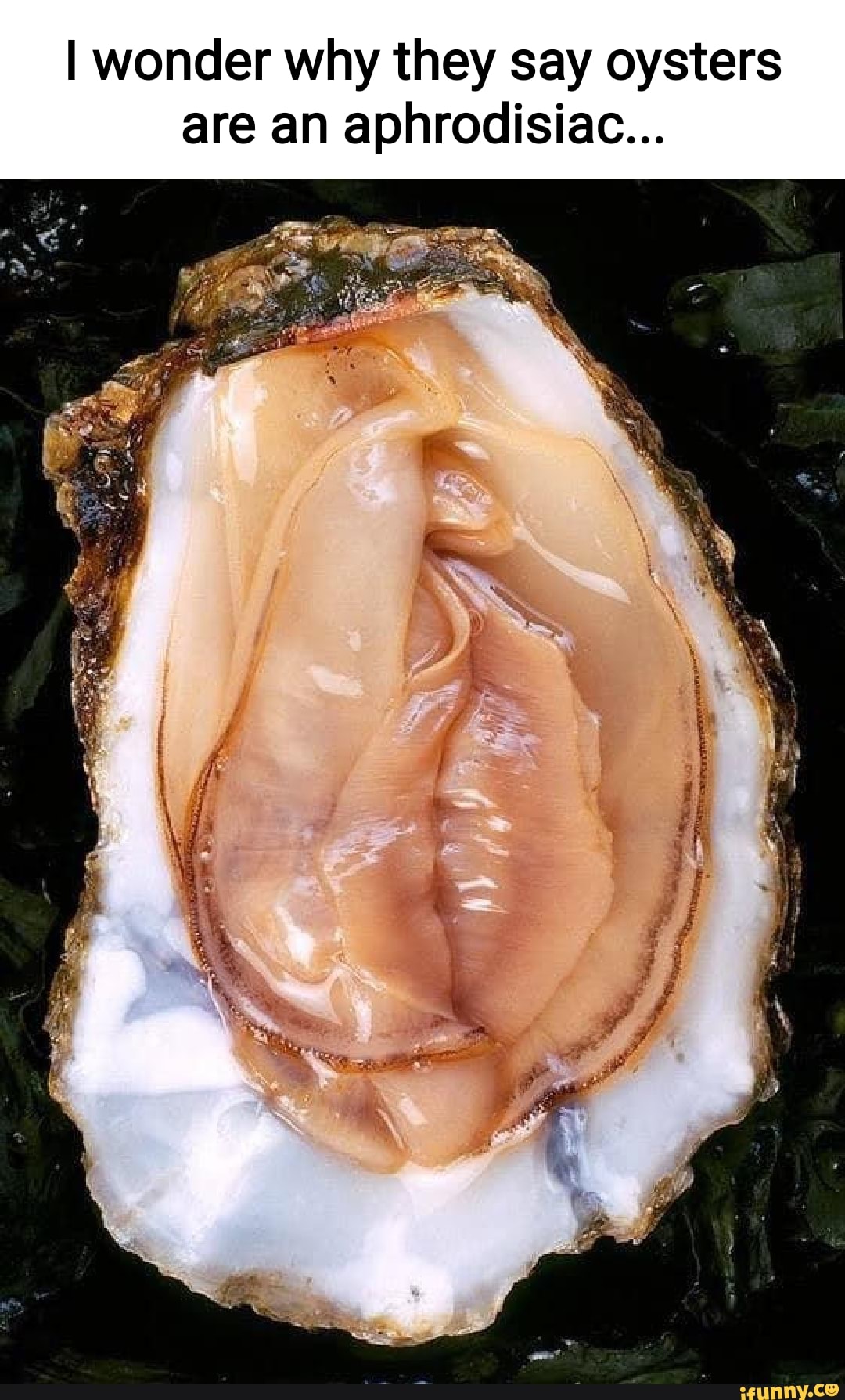 I wonder why they say oysters are an aphrodisiac iFunny Brazil