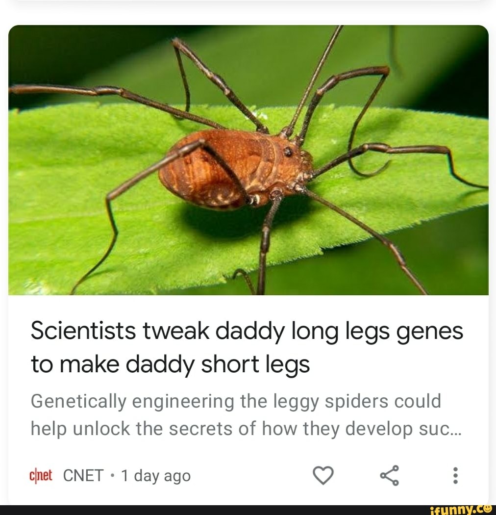 How scientists turned daddy longlegs into 'daddy shortlegs