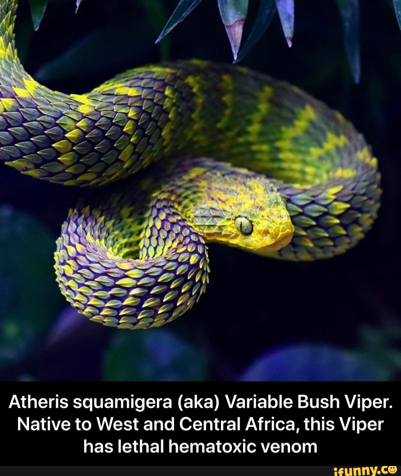 African Bush Viper, Atheris squamiger, Native to Uganda and